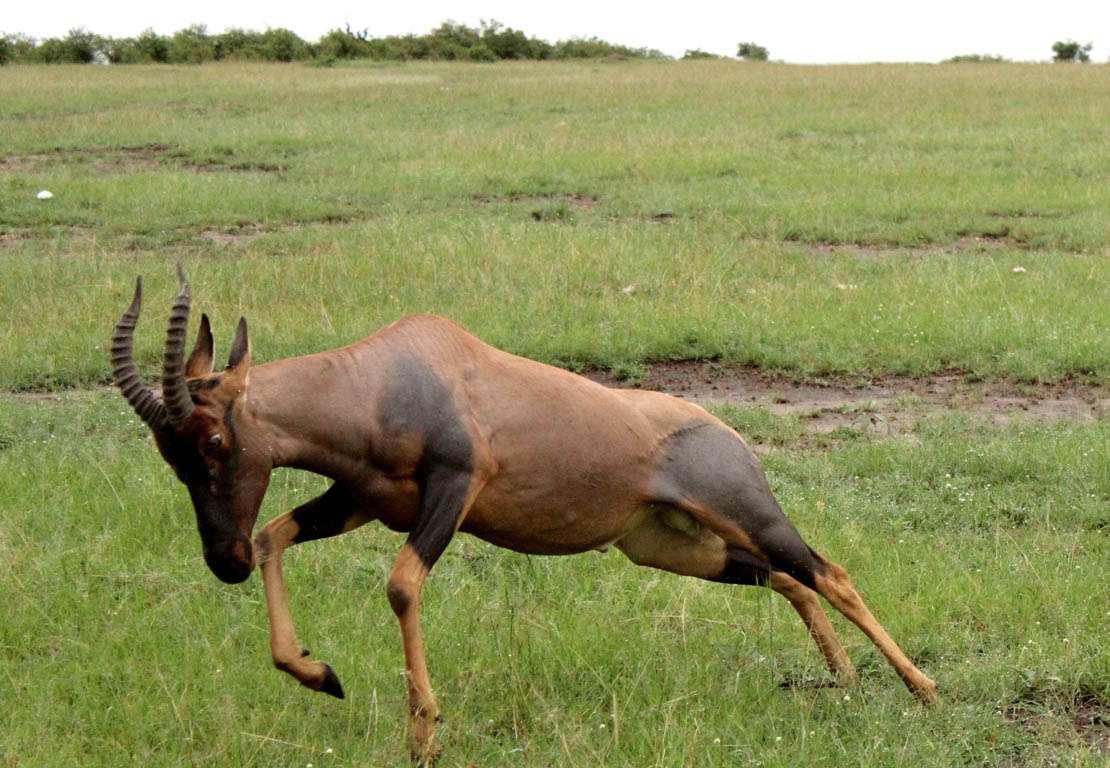 Заповедник Масаи Мара – самый известный парк в Кении.
