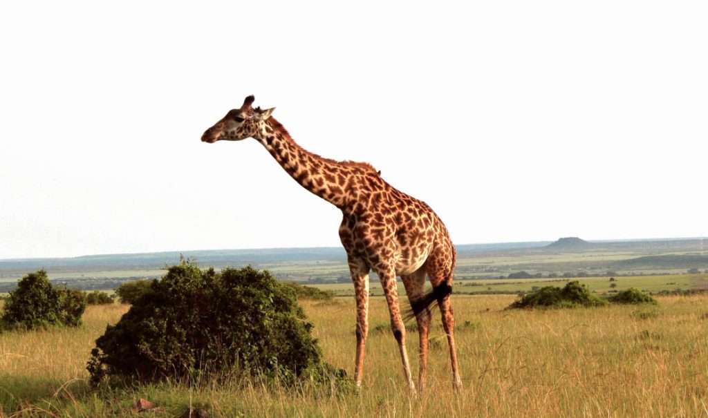 Заповедник Масаи Мара – самый известный парк в Кении